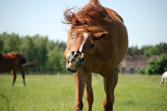 crazy horse | how to stop being passive, how to stop being a passive person