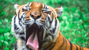 tiger yawning | overcome boredom