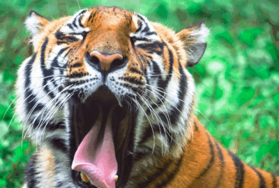 tiger yawning | overcome boredom