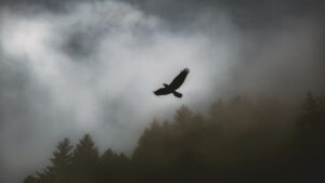 eagle soaring overhead | 7 universal laws of nature