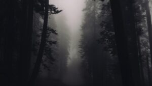 foggy woods | quarter life crisis