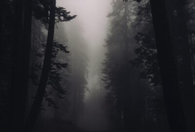 foggy woods | quarter life crisis