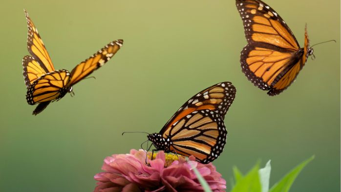 Butterfly Effect | law of cause and effect